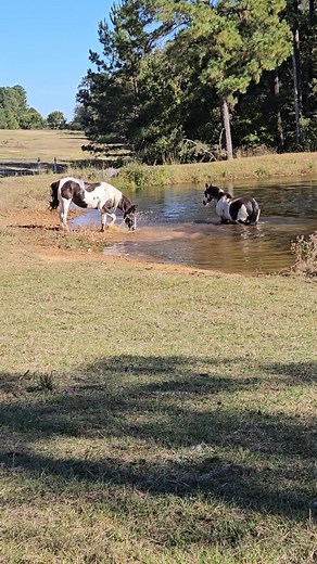 19 reactions · 3 comments | He just wanted a bath | Robert Simpson | Facebook