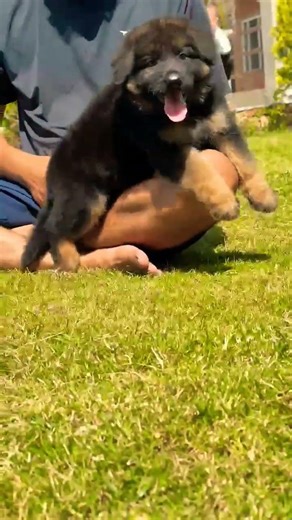 8810623046 German Shepherd puppy booking open trained vaccinated healthy strong pups contact fast
