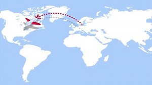 飞机在地图上飞行的动画 库存影片视频（100% 免版税）3676993239 | Shutterstock