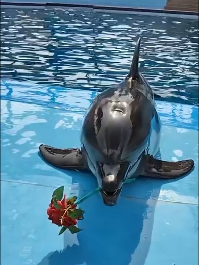 Dolphin Show at SeaWorld: A Live Spectacle