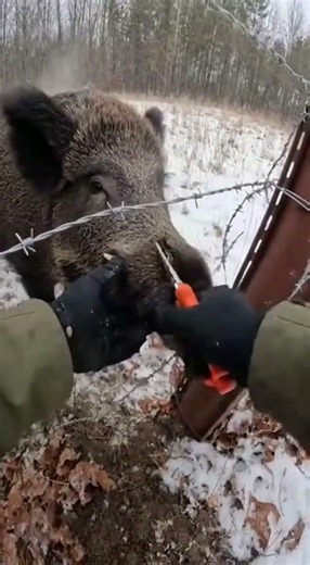 Wild boar trapped in a barbed wire trap: rescuers achieve the impossible!🐗 #animals #wildliferescue