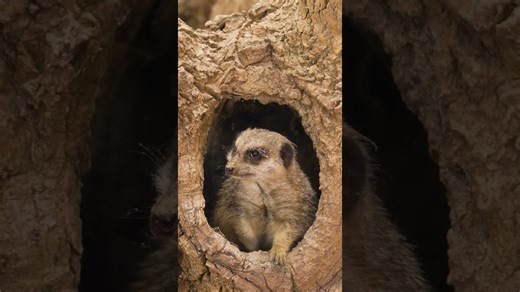 Handsome meerkat emerges from its 'house'