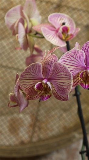 One trick to make your orchids actually last🌺 #gardeningtips#gardeningwithalantitchmarsh
