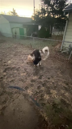 #huskysoftiktok #huskylife #siberianhusky #ryleeandroyal #dogsplaying