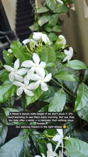 Our dancing flowers at home #flowerstories #gardening #plants #hobby