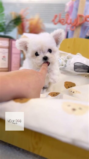 Teacup Bichon Baby Marsh😍😍 #minibichon #bichonfrise #adorablepuppy #adorablebaby