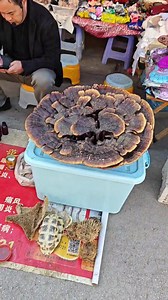 72K views · 4K reactions | Hmoob, Suav teb, mus ua lag luam muag tshuaj ntsuab。 | Fwv Thoj | Facebook