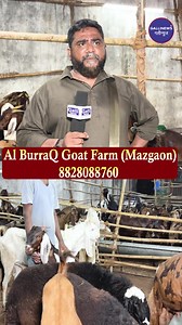 Al BurraQ Goat Farm Mazgaon,opp pahadi masjid. Types of goats- Sirohi Yahya-8828088760 Abdul rehman-9136449970 | Gallinews