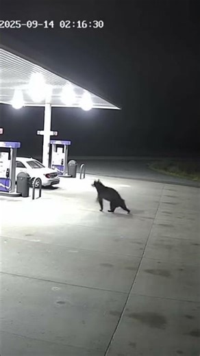 Late-night security footage from a rural gas station shows an unexpected visitor emerging from the