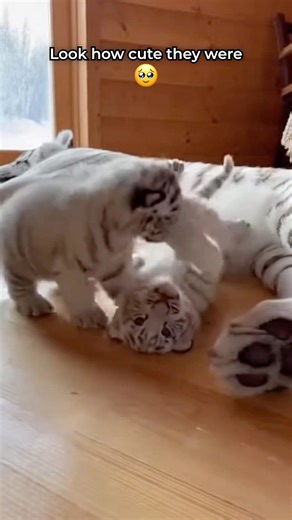 A Winter Encounter That Changed Everything 🐅