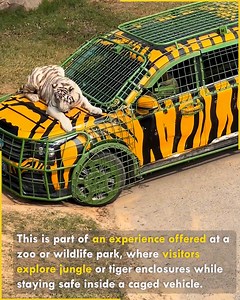 2K views · 12 reactions | Tiger Safari Adventure: Caged Car Tour in Wildlife Park. #tigersafari #WildlifeAdventure | Pixplor | Facebook