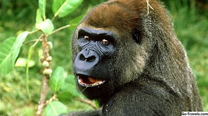 ¿Qué es Gorilla Glass y cómo funciona? - HACER MáS 2026