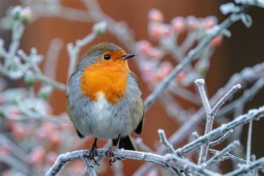 🕊️Le rouge-gorge possède une symbolique spirituelle très riche, nourrie par les traditions européennes et l’observation de son comportement. 🌿 Sens spirituels principaux 1. Messager de l’âme Sa proximité confiante avec l’être humain a fait de lui un oiseau perçu comme un lien entre le monde visible et invisible. Beaucoup y voient la visite d’un proche disparu, un signe que l’amour continue au-delà de l’absence. 2. Renaissance et espoir Son poitrail rouge évoque le feu intérieur et le sang de l