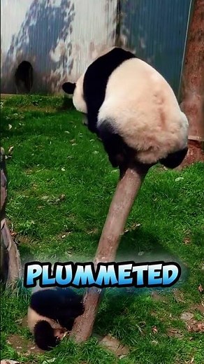 The SHOCKING Truth About Why Pandas Can't Stop Falling 😱