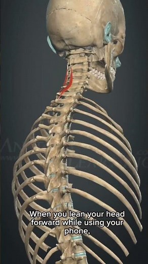 🦴 Deep Neck Muscles Explained | 3D Anatomy