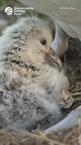 Hatching has begun at the world’s largest albatross colony! According to the U.S. Fish & Wildlife Servicer, hundreds of thousands of Laysan (mōlī) and black-footed (ka’upu) albatross chicks "are currently being tended to by one parent while the other forages for squid and other ocean surface snacks to bring back" on Midway Atoll National Wildlife Refuge. "In the recently completed annual survey, nearly 618,000 active nests were counted on the refuge’s 2.4 square miles of land, with the vast majo