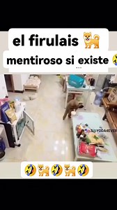 El firulais 🐕 mentiroso si existe 🤣 | La número 1