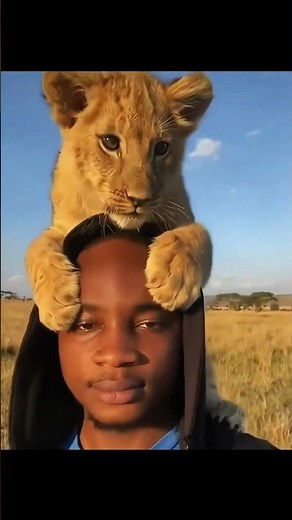 Why Lionesses Let Other Lions Raise Their Cubs 🦁❤️