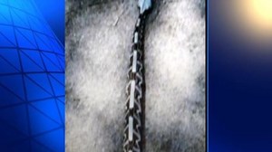 One Slippery Customer: Venomous Viper Bites Owner