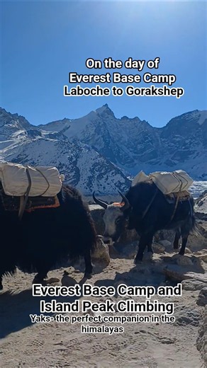 The Trail between Laboche and EBC, Gorakshep- the final Day to EBC #ebc #trekking #everesttrekking