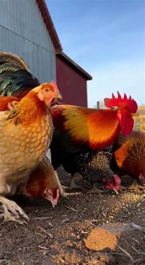 Morning Call: Majestic Rooster Crowing on the Farm! 🐓 #shortsfeed #rooster#birds#animalbehavior