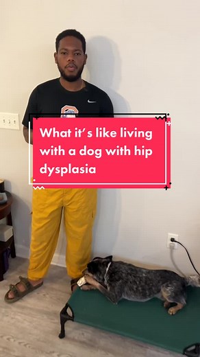 Kaizen Canine | Everything Dog on TikTok