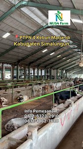 3.2K reactions · 16 shares | Tempat Jual beli Sapi di @nus4farm_n4 #peternakmuda #masukberanda #viral #peternaksapi #fyp | Muhammad Handy | Facebook