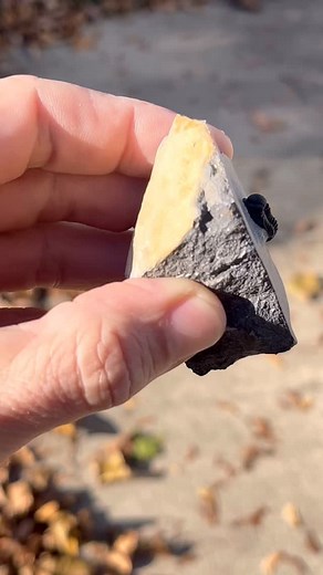 Just finished this handsome little Gerastos granulosus trilobite from Morocco. Gerastos trilobites are fairly common to see at nearly every fossil market on earth but they’re usually not prepared at this level of detail and care. Typically you see these guys with a ‘slash n burn’ style of prep that destroys the shell and finer details. I prepped this one to have the genal spines free of matrix. I like to think collectors appreciate going the extra mile and performing a high detail prep on these 
