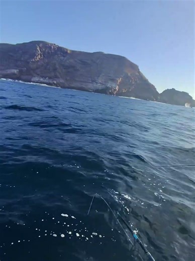 Thought it broke off… but the whitefish was still on there 🎣😂 #whitefish #fishing #shorts