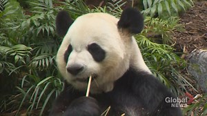 Calgary Zoo will return giant pandas to China