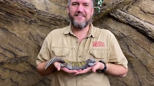 Bucky the Nigerian uromastyx lizard and its spiky tail