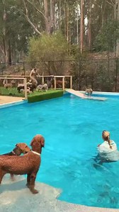 First day for the NEW pool at day care today! Luna the Kelpie was first to jump off the NEW dock with Zara the Labrador right behind!! And then Annabelle the Golden Retriever and Bandit the Boxer and even Riker the German Shepherd! Woohoo! We all had a swim and learnt where the ramps and platforms are. Some were quick to get the hang of it, but we’ve got all summer to enjoy the pool, practice our dives and work on our swimming!! It’s going to be a great summer at the Farm! P.S At the end ... Luk