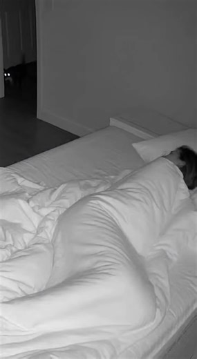 Gatos Divertidos: Momentos Risas en Video