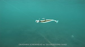 The Okashira ScrewHead. Check out the difference between the Spark Shad and Hazedong Shad trailers, as well as the sound and flash the asymmetrical propellor blade gives off! No wonder it is a clear-water killer. For more, visit www.megabassusa.com | Megabass of America