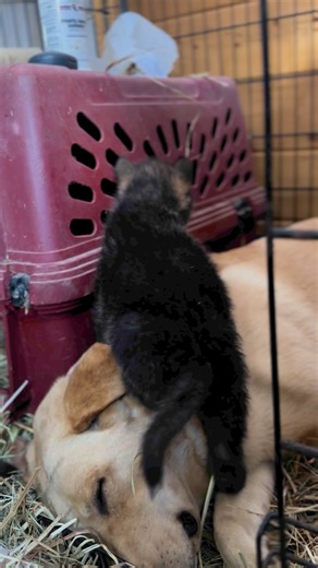 2.8K views · 61 reactions | Surrogate moms make the best jungle gyms and pillows. | Wildlife Science Center | Facebook