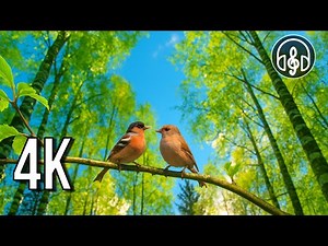 Birdsong in a Spring Forest – 8 Hours of Nature Sounds in 4K