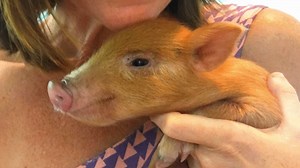 48K views · 3.9K reactions | This feral pig lost his mom. A woman (and her dog) adopted him. Thank you instagram.com/arthur_the_ginger_pig for the interview and for sharing Arthur's story with us! | GeoBeats Animals | Facebook