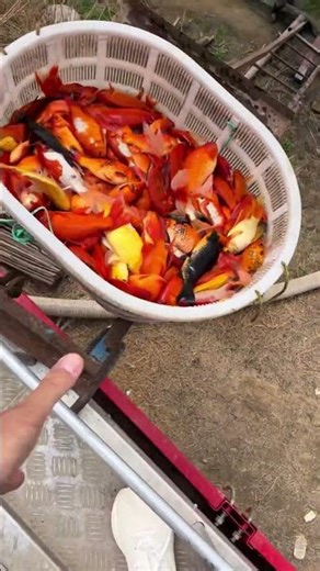 Fish Tank Disaster! All My Fish Escaped 😱🐟 | Unexpected Aquarium Chaos