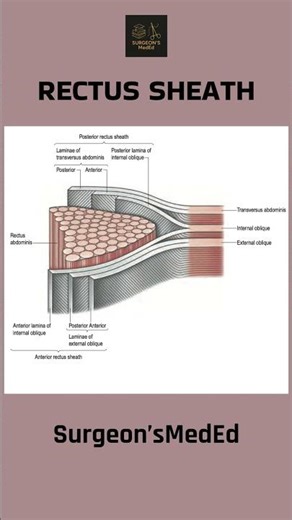 RECTUS SHEATH FORMATION | #anatomy | ‪@SurgeonsMedEd‬ | #shorts