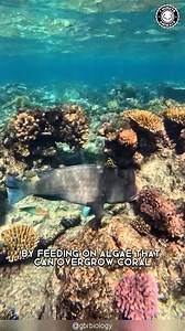 6K views · 252 reactions | Bumphead Parrotfish  They SMASH Coral for Survival! | 1 Minute Animals These fish use their massive heads like wrecking balls. Breaking coral to get to hidden food inside. A surprising strategy that shapes the reef. #bumpheadparrotfish #wildlife #nature #animalfacts | 1 Minute Animals | Facebook