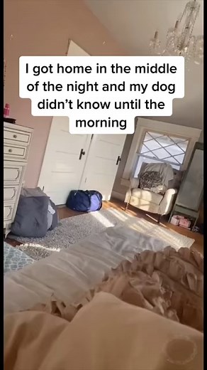 I can't deal how gentle that dog was with marky🥺🥰 - Cre: melissa_20101 via Tiktok. - #doglover #dogs #puppy #reels #viralreels | Only Paws