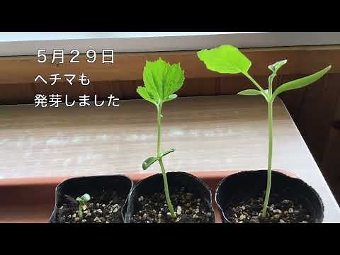 ヘチマ・ツルレイシの成長 発芽から巻きひげが伸びるまで