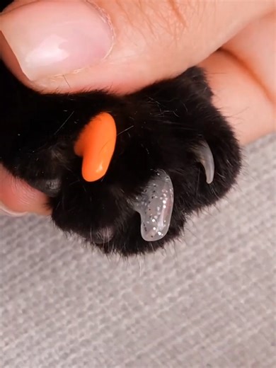 Interesting Facts About Cats You Need to Know