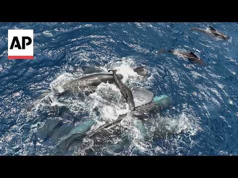 Rare video shows female sperm whales working together during a birth