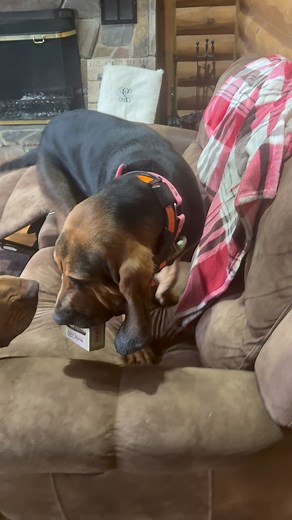 160K views · 3.1K reactions | If you’ve never owned a bloodhound, let...