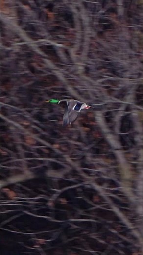 Mallard ducks in flight