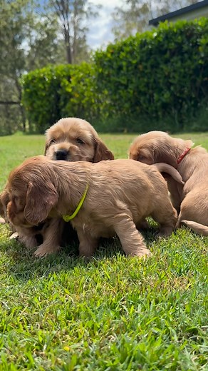 Little rays of sunshine on their 4 week birthday! ☀️🎁🐶 #puppies #cockerspanielcuties #cockerpoo #cockerspanielpuppies #presents 📸: @shots.by.cinzio | Logan Golden Cocker Spaniels, QLD