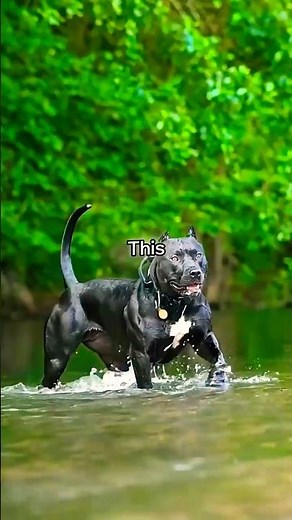 Two Pit Bulls vs One Kangal | Strongest Dog Battle Explained