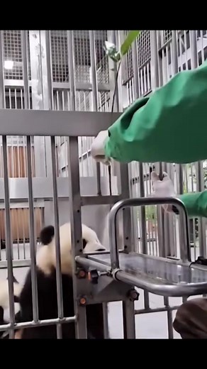 190K views · 2.9K reactions | My god!Smart panda! | World Panda Reporters | Facebook