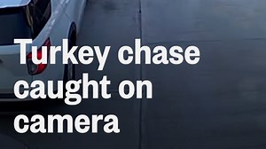 Turkey with nearby eggs chases man around driveway